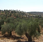 ��� �������